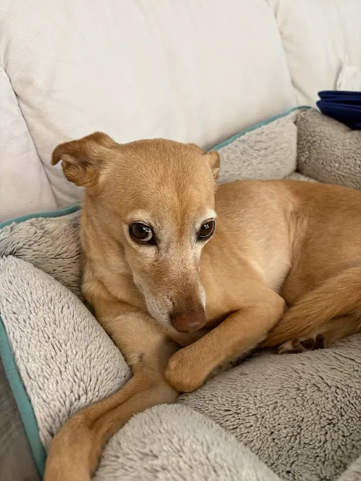 Apple Country Animal Hospital Picture 6