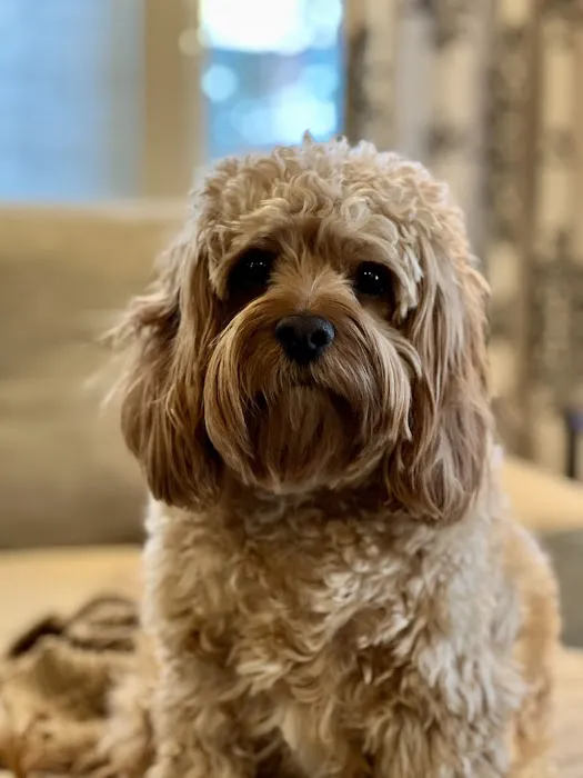 Apple Country Animal Hospital Picture 4