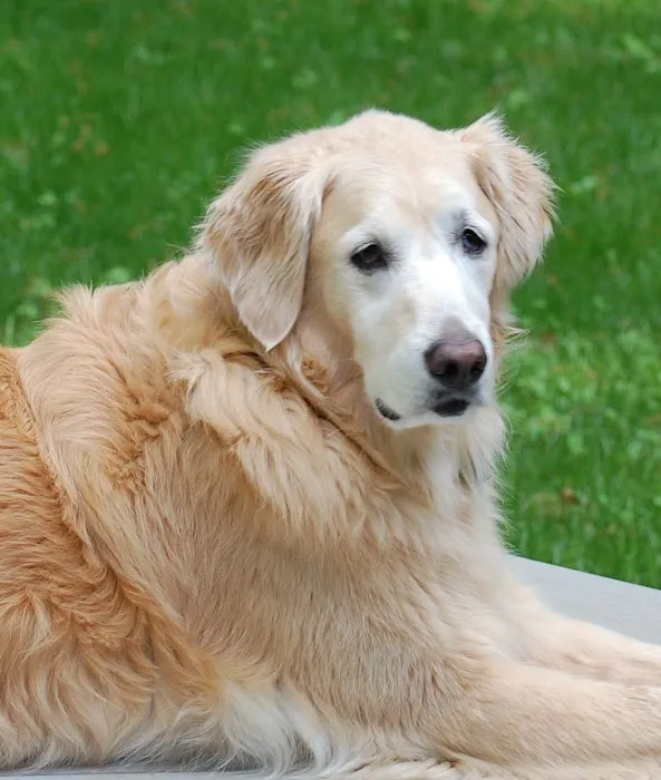 Apple Country Animal Hospital Picture 7