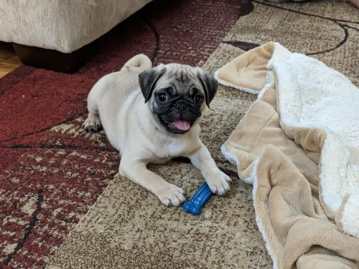 Apple Country Animal Hospital Picture 10