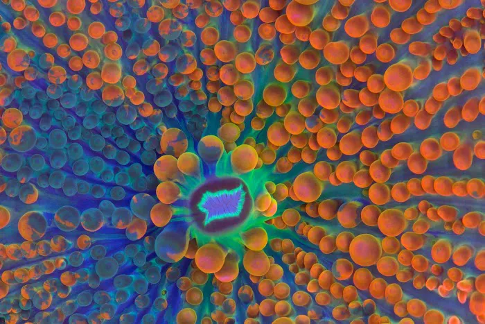 Cultured Corals Picture 5