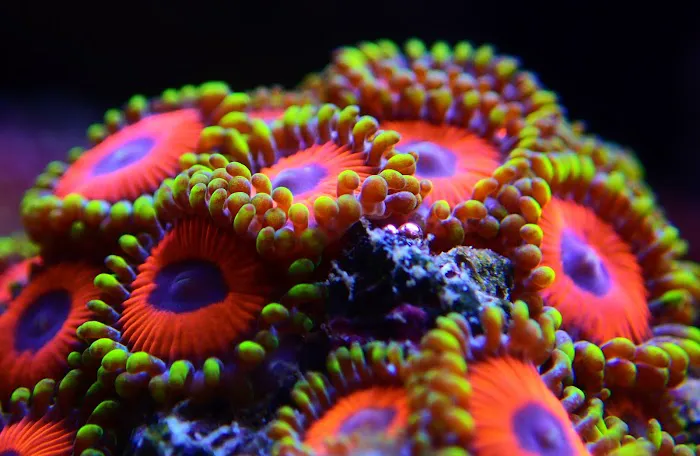 Cultured Corals Picture 4
