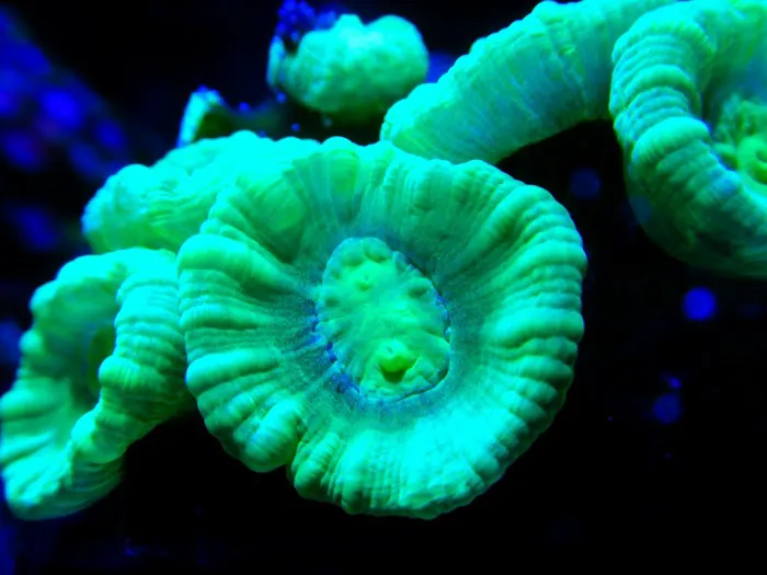 Cultured Corals Picture 7