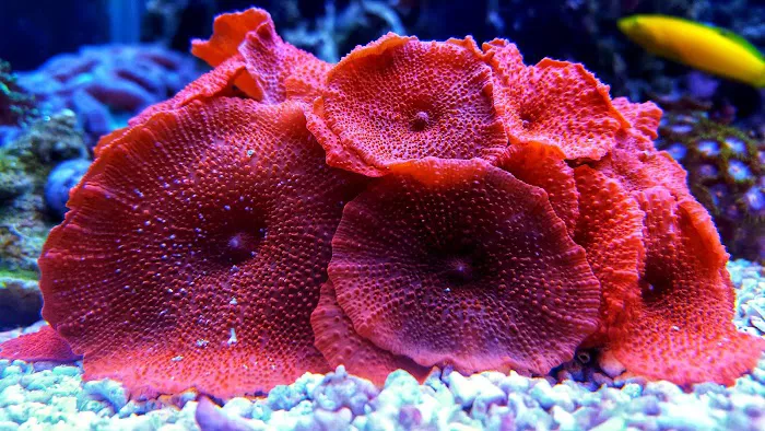 Cultured Corals Picture 6