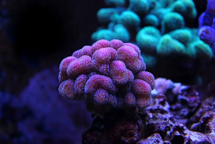 Cultured Corals Picture 8