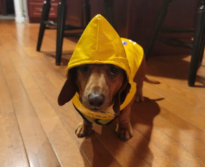 AMI Beach & Dog Supply Co. Picture 8