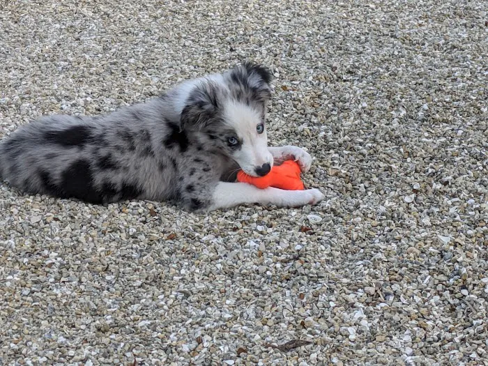 AMI Beach & Dog Supply Co. Picture 9