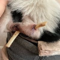 Harvard Family Pet Clinic ico