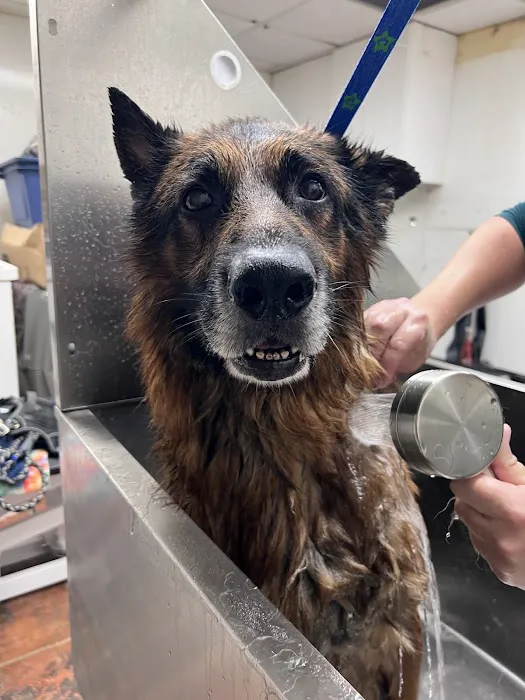 Mana's K9 Nutrition Market Picture 8