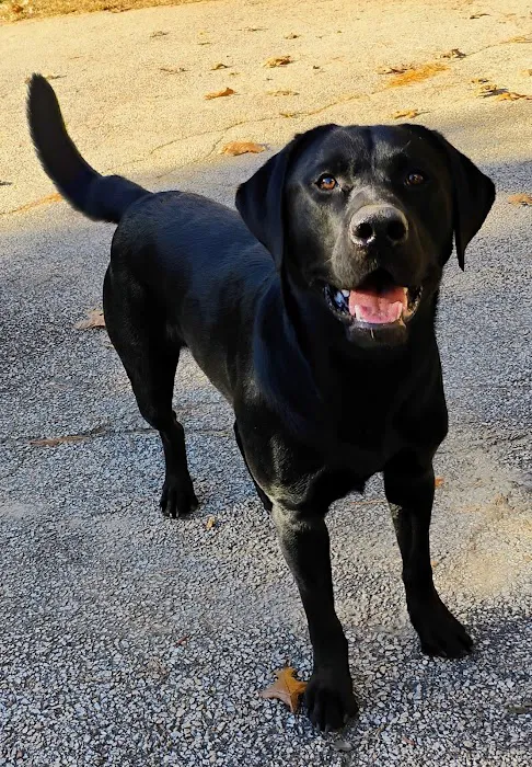 ProFormance Canine, Inc. Picture 1