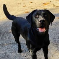 ProFormance Canine, Inc. ico