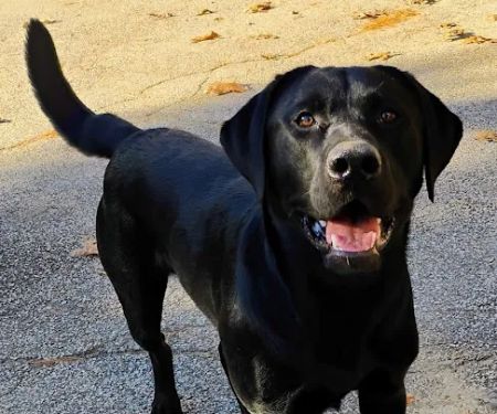 ProFormance Canine, Inc.
