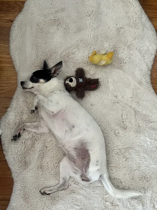 ProFormance Canine, Inc. Picture 2