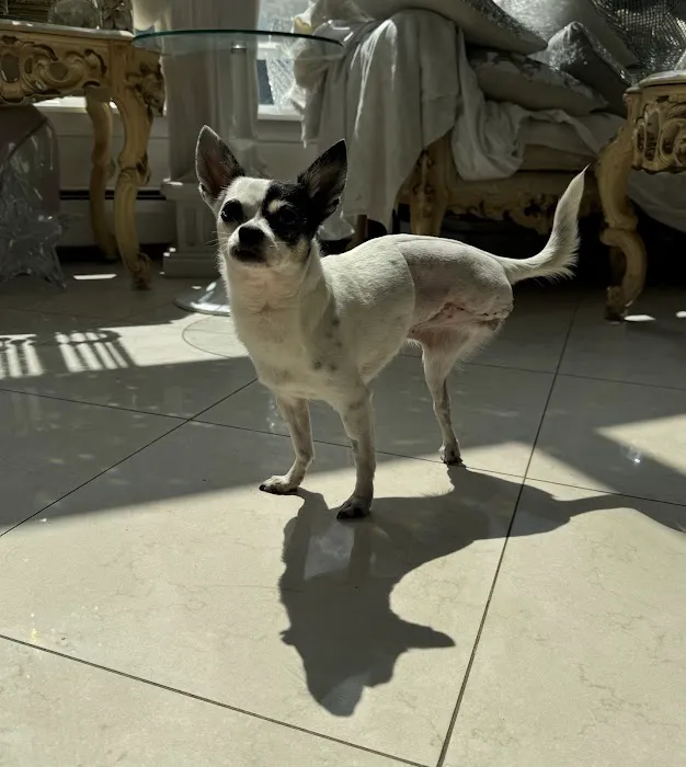 ProFormance Canine, Inc. Picture 3