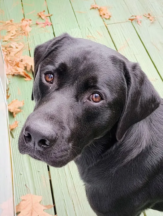 ProFormance Canine, Inc. Picture 6