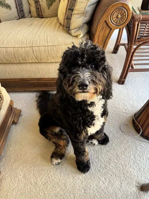 Bark Life, St. Petersburg Picture 1