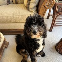 Bark Life, St. Petersburg ico