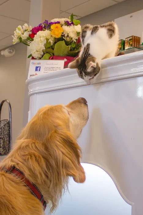 Veterinary Health Care of Groton Picture 4