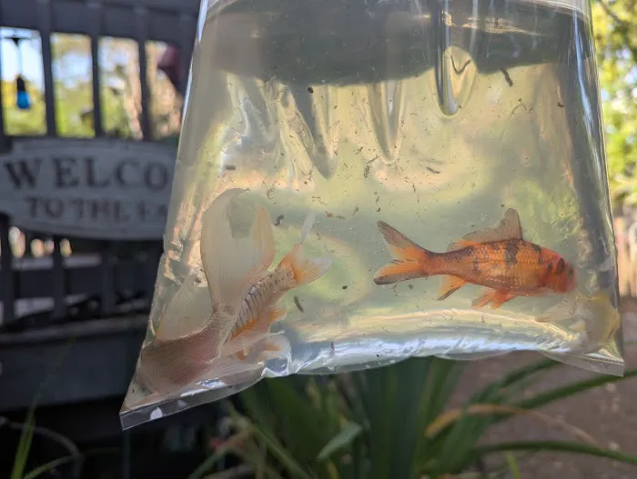 Bonsai Koi Ponds Picture 1