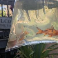 Bonsai Koi Ponds ico