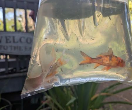 Bonsai Koi Ponds