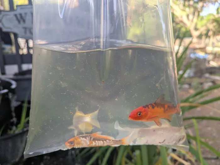 Bonsai Koi Ponds Picture 4