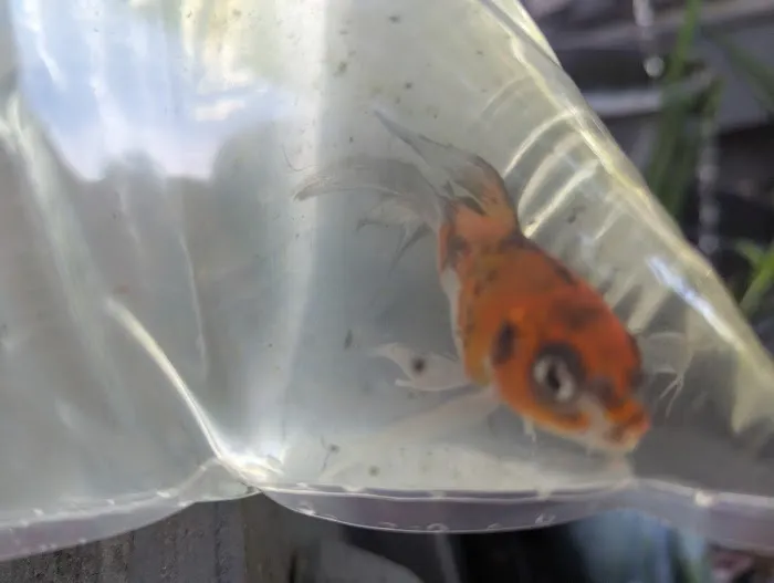 Bonsai Koi Ponds Picture 5