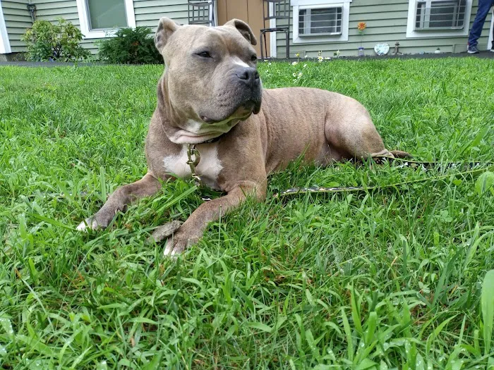 Compassionate Care Veterinary Services Picture 5