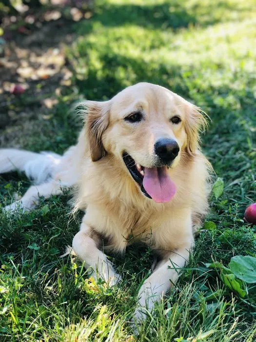 Compassionate Care Veterinary Services Picture 8