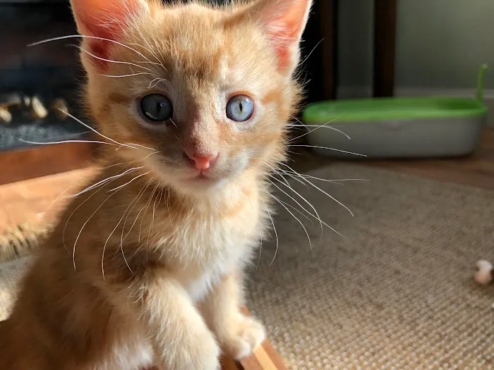 Compassionate Care Veterinary Services Picture 9