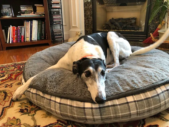 Compassionate Care Veterinary Services Picture 10