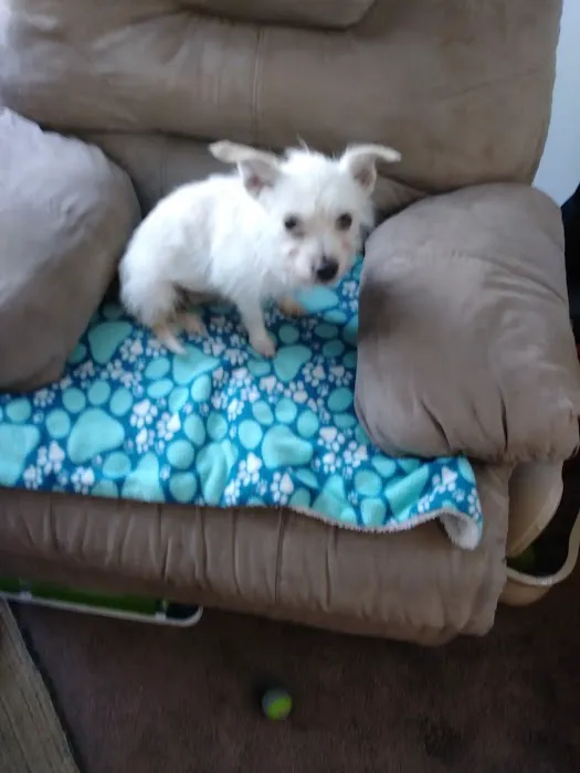 Pet Supermarket Picture 4