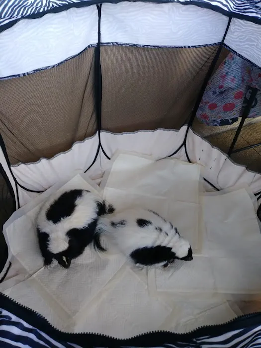 Pet Supermarket Picture 6