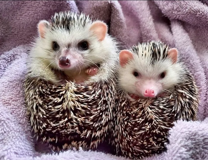 Littleton Animal Hospital Picture 8