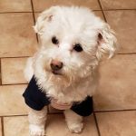 Starwood Veterinary Clinic