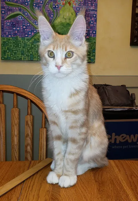 Starwood Veterinary Clinic Picture 4