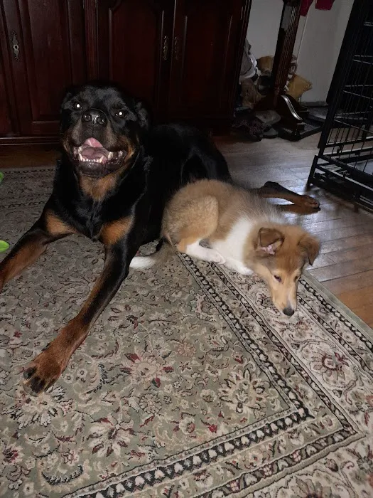Starwood Veterinary Clinic Picture 8