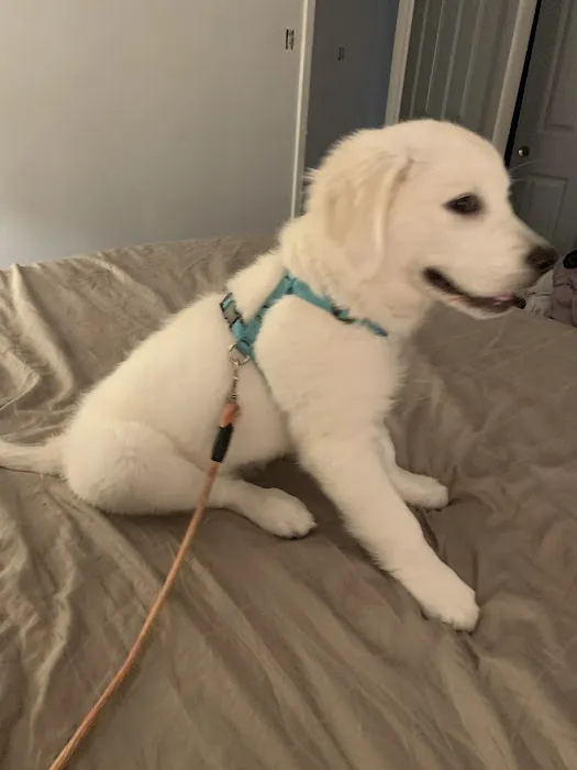 Pet Supplies Plus Pinellas Park Picture 6