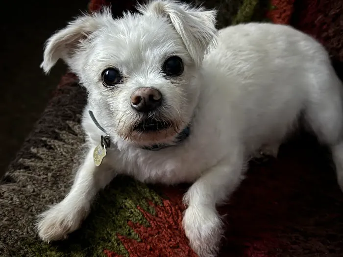 Middlesex Veterinary Center Picture 9