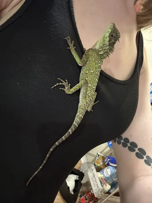 Largo Reptile Expo Show Me Reptile Show Picture 2