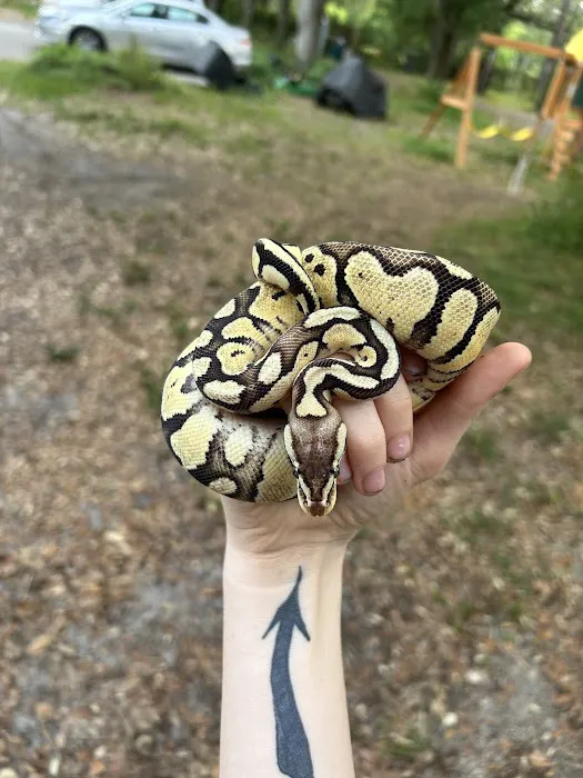 Largo Reptile Expo Show Me Reptile Show Picture 5