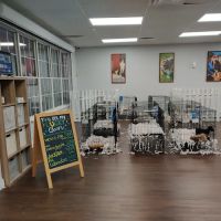 All About Puppies ico