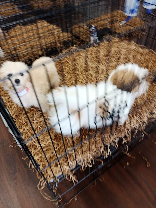 All About Puppies Picture 2