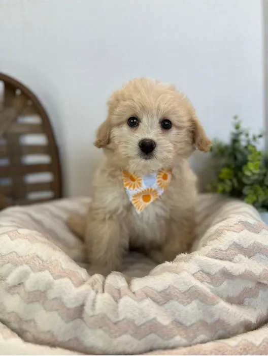 All About Puppies Picture 5