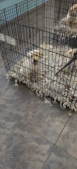 All About Puppies Picture 6