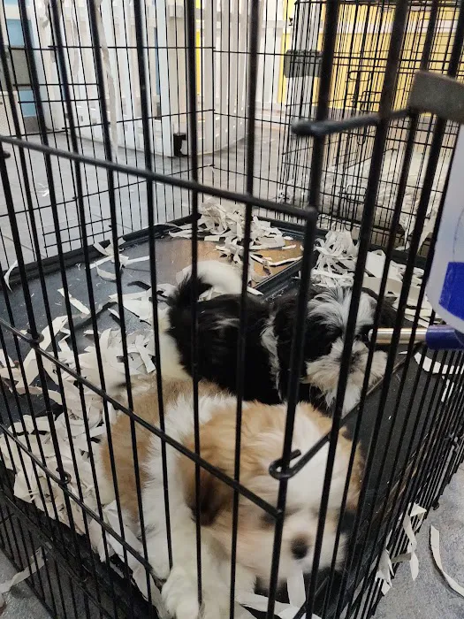 All About Puppies Picture 4