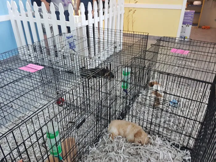 All About Puppies Picture 10