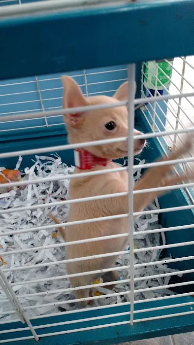 All About Puppies Picture 7