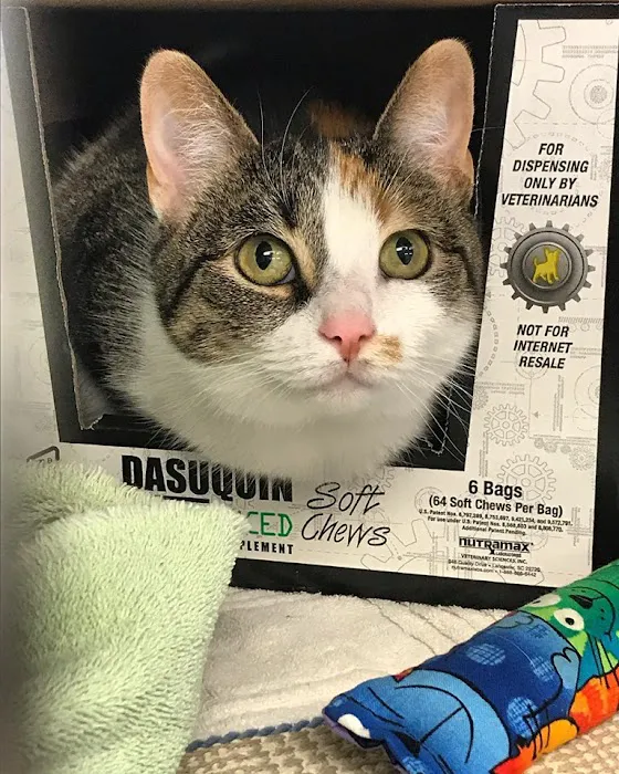 Acton Animal Hospital Picture 3