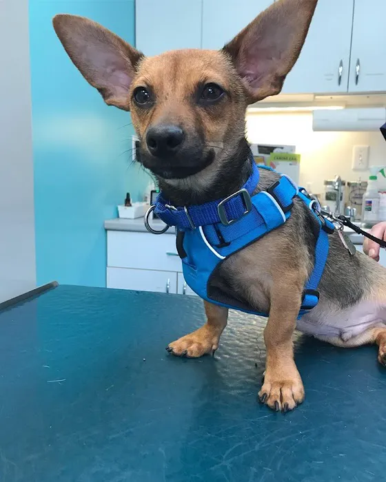 Acton Animal Hospital Picture 1